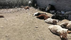 حريق يلتهم مزرعة للأغنام في السموع ويتسبب بنفوق عشرات الأغنام