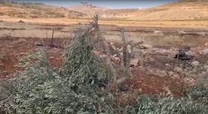 مستعمرون يقطعون 21 شجرة زيتون في المغير شرق رام الله